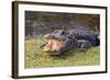 Aggressive Alligator in Everglades Park in Florida-TEA-Framed Photographic Print