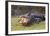 Aggressive Alligator in Everglades Park in Florida-TEA-Framed Photographic Print