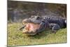 Aggressive Alligator in Everglades Park in Florida-TEA-Mounted Photographic Print