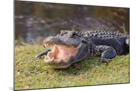 Aggressive Alligator in Everglades Park in Florida-TEA-Mounted Photographic Print