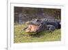 Aggressive Alligator in Everglades Park in Florida-TEA-Framed Photographic Print