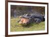 Aggressive Alligator in Everglades Park in Florida-TEA-Framed Photographic Print