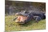 Aggressive Alligator in Everglades Park in Florida-TEA-Mounted Photographic Print