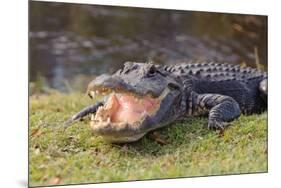 Aggressive Alligator in Everglades Park in Florida-TEA-Mounted Photographic Print