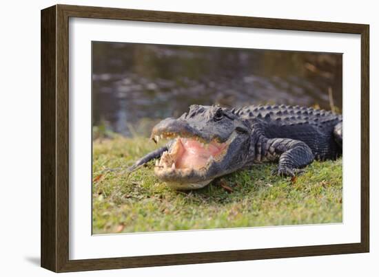 Aggressive Alligator in Everglades Park in Florida-TEA-Framed Photographic Print