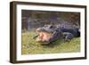 Aggressive Alligator in Everglades Park in Florida-TEA-Framed Photographic Print