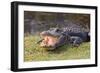 Aggressive Alligator in Everglades Park in Florida-TEA-Framed Photographic Print