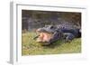 Aggressive Alligator in Everglades Park in Florida-TEA-Framed Photographic Print