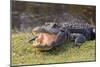 Aggressive Alligator in Everglades Park in Florida-TEA-Mounted Photographic Print