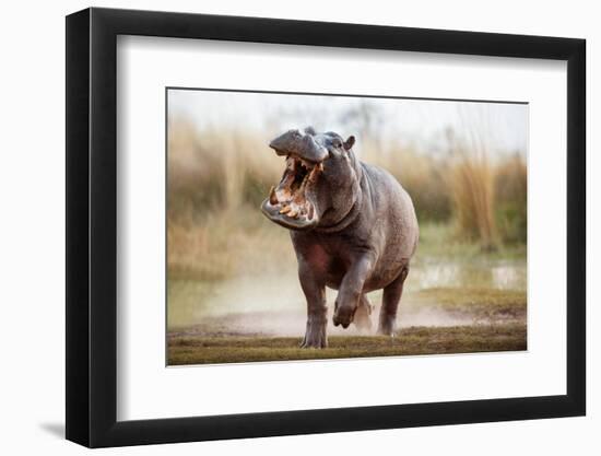 Aggressive Hippo Male Attacking the Car. Huge Hippo Male Intimidating the Opponent. Wild Animal in-PhotocechCZ-Framed Photographic Print