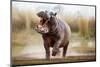 Aggressive Hippo Male Attacking the Car. Huge Hippo Male Intimidating the Opponent. Wild Animal in-PhotocechCZ-Mounted Photographic Print