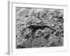 Aggressive Lizard-null-Framed Photographic Print
