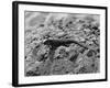 Aggressive Lizard-null-Framed Photographic Print