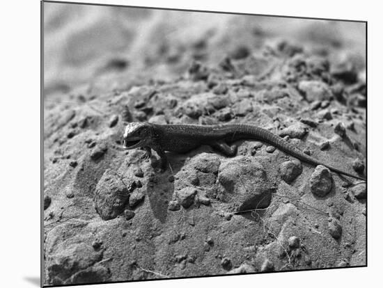 Aggressive Lizard-null-Mounted Photographic Print