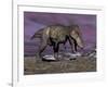 Aggressive Tyrannosaurus Rex Dinosaur Walking in the Desert-null-Framed Art Print