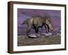 Aggressive Tyrannosaurus Rex Dinosaur Walking in the Desert-null-Framed Art Print