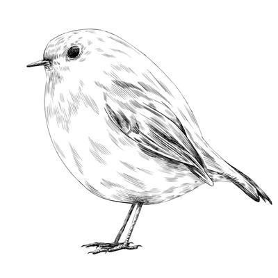 Hand-Drawn Robin