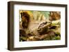 Agile Frog (Rana Dalmatina) Amongst Dead Leaves, Plitvice Lakes National Park, Croatia, October-Biancarelli-Framed Photographic Print