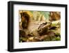 Agile Frog (Rana Dalmatina) Amongst Dead Leaves, Plitvice Lakes National Park, Croatia, October-Biancarelli-Framed Photographic Print