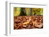 Agile frog sitting in autumn leaves on forest floor, Germany-Konrad Wothe-Framed Photographic Print