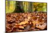 Agile frog sitting in autumn leaves on forest floor, Germany-Konrad Wothe-Mounted Photographic Print