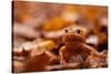 Agile frog sitting in autumn leaves, Upper Bavaria, Germany-Konrad Wothe-Stretched Canvas