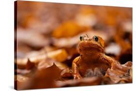 Agile frog sitting in autumn leaves, Upper Bavaria, Germany-Konrad Wothe-Stretched Canvas