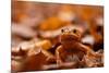 Agile frog sitting in autumn leaves, Upper Bavaria, Germany-Konrad Wothe-Mounted Photographic Print