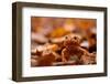 Agile frog sitting in autumn leaves, Upper Bavaria, Germany-Konrad Wothe-Framed Photographic Print