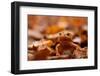 Agile frog sitting in autumn leaves, Upper Bavaria, Germany-Konrad Wothe-Framed Photographic Print