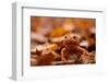 Agile frog sitting in autumn leaves, Upper Bavaria, Germany-Konrad Wothe-Framed Photographic Print