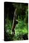 Agile Gibbon Hanging from Branches-null-Stretched Canvas