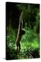 Agile Gibbon Hanging from Branches-null-Stretched Canvas