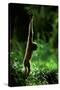 Agile Gibbon Hanging from Branches-null-Stretched Canvas