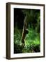 Agile Gibbon Hanging from Branches-null-Framed Photographic Print