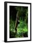 Agile Gibbon Hanging from Branches-null-Framed Photographic Print