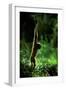 Agile Gibbon Hanging from Branches-null-Framed Photographic Print