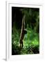 Agile Gibbon Hanging from Branches-null-Framed Photographic Print