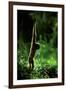 Agile Gibbon Hanging from Branches-null-Framed Photographic Print