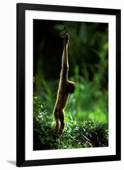 Agile Gibbon Hanging from Branches-null-Framed Photographic Print