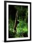 Agile Gibbon Hanging from Branches-null-Framed Photographic Print