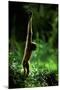 Agile Gibbon Hanging from Branches-null-Mounted Photographic Print