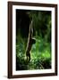 Agile Gibbon Hanging from Branches-null-Framed Photographic Print