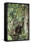 Agile Gibbon-DLILLC-Framed Stretched Canvas