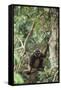 Agile Gibbon-DLILLC-Framed Stretched Canvas