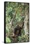 Agile Gibbon-DLILLC-Framed Stretched Canvas