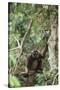 Agile Gibbon-DLILLC-Stretched Canvas