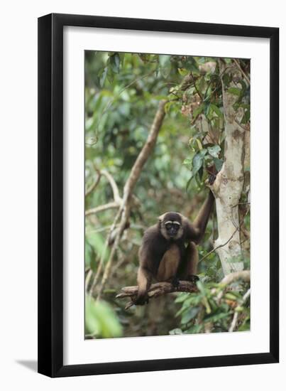 Agile Gibbon-DLILLC-Framed Photographic Print