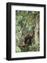 Agile Gibbon-DLILLC-Framed Photographic Print