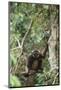 Agile Gibbon-DLILLC-Mounted Photographic Print